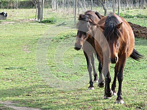 Big domestic animal horse rides beautiful quiet dressage