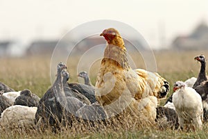 Big domestic hen near the farm