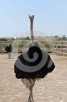 Big domestic ostrich