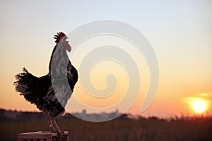 Big domestic rooster on stand at sunrise, space for text. Morning time