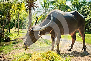 Big domestic water buffalo