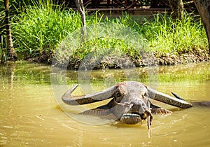 Big domestic water buffalo