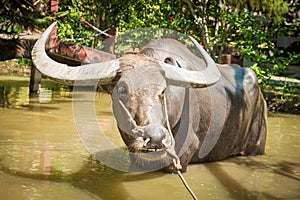 Big domestic water buffalo