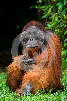 A big dominant male sitting on the grass. Indonesia. The island of Kalimantan Borneo.