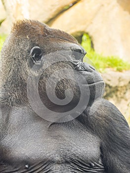 A big and dominant western lowland gorilla male