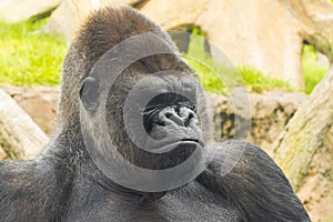 A big and dominant western lowland gorilla male