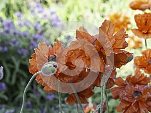 Big double flower Oriental poppies blooming, closeup, detail