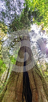 Big Douglas fir tree in Cathedral Grove, MacMillan Provincial Park, Vancouver island, Bristish Columbia Canada