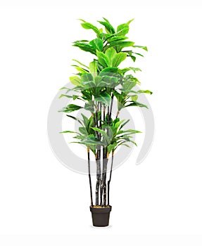 Big dracaena palm in a pot isolated