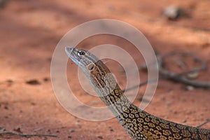 Big dragon like lizzard seen near Uluru, Yulara, Australia