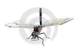 The big dragonfly, isolated on a white background