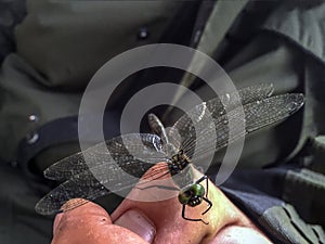 Big dragonfly is sitting on man`s hand