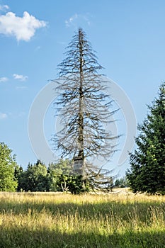 Veľký sušený strom s prepážkou na streľbu, Kremnické vrchy, Slovensko
