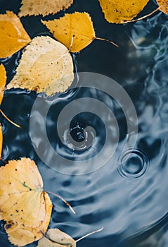 Big drop falling on puddle leaving a radial circles on surface with fallen yellow leaves on water