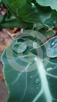 A big drop od water on a cabbage leaf