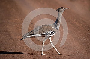 Big drop on red african road