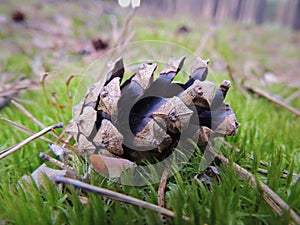 Big dry pine cone in pine forest fell to fresh moss