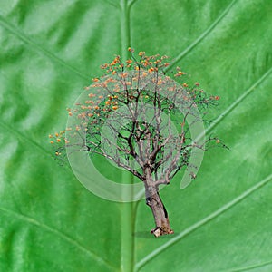 Big dry tree with green leaf