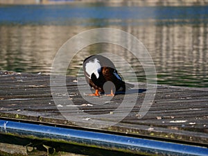 A big duck along Adda river