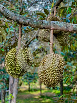 Big durian in the garden on the durian tree fully grown ready to collect Take it orally