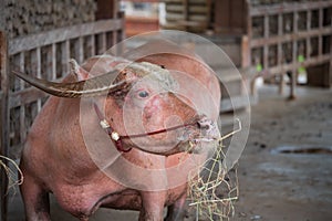 Big dwaft white albino buffalo chewing dry grass in stable