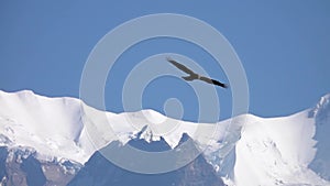 Big Eagle Bird Flying Over Himalayan Mountain Range