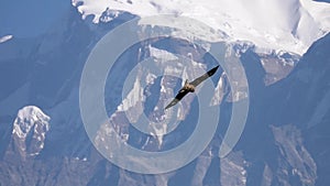 Big Eagle Bird Flying Over Himalayan Mountain Range