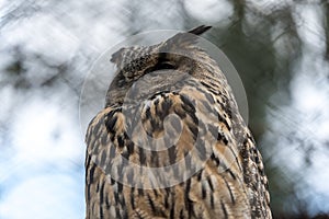 Big eagle owl