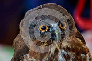 Big eagle owl bird head in closeup.