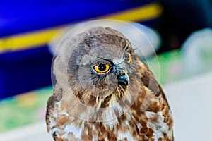 Big eagle owl bird head in closeup.