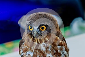 Big eagle owl bird head in closeup.