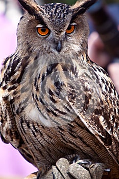 Big eagle owl in closeup