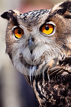 Big eagle owl in closeup