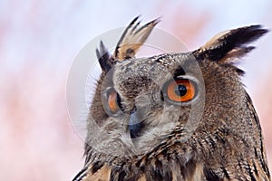 Big eagle owl in closeup