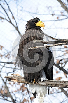 Big eagle with yellow beak (Haliaeetus pelagicus)