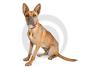 Big ear attentive pet German Shepherd mixed dog isolated