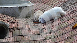 Big ear rabbit on the brick floor eats carrot stick, fed by kids traveling to the rabbit farm.