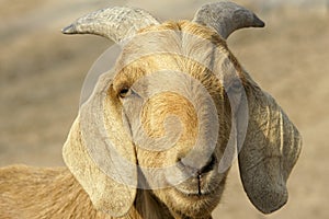Big-ear sheep