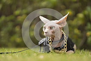 Big ears Sphinx hairless cat in a black leather jacket and a big gold necklace sits in the green grass