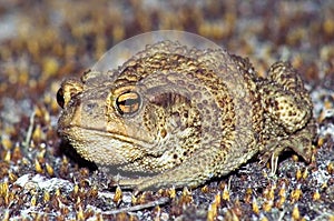 Big earth frog (bufonidae) photo