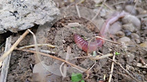 Big Earthworm Macro