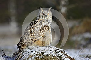 Big Eastern Siberian Eagle Owl, Bubo bubo sibiricus, sitting on hillock with snow in the forest