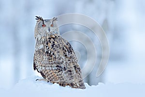 Big Eastern Siberian Eagle Owl, Bubo bubo sibiricus, sitting on hillock with snow in the forest. Birch tree with beautiful animal. photo