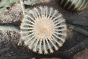 Big `Echinocactus Grusonii` Golden Barrel Ball or `Mother In Law Cushion` cactus, top view