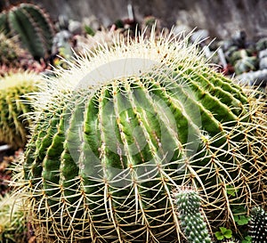 Big echinocactus plant, closeup natural scene