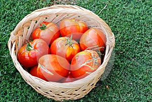 Big ecological tomatoes in a basket