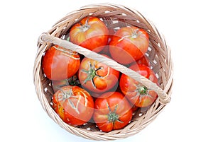 Big ecological tomatoes in a basket