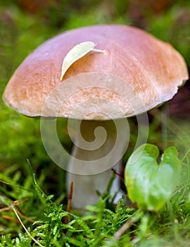 Big edible mushroom