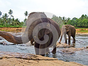 Big elefant shows trunk