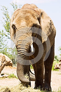 Big Elephant